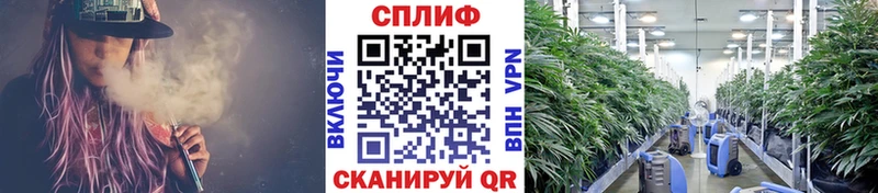 Конопля марихуана  mega рабочий сайт  Мглин  закладки 